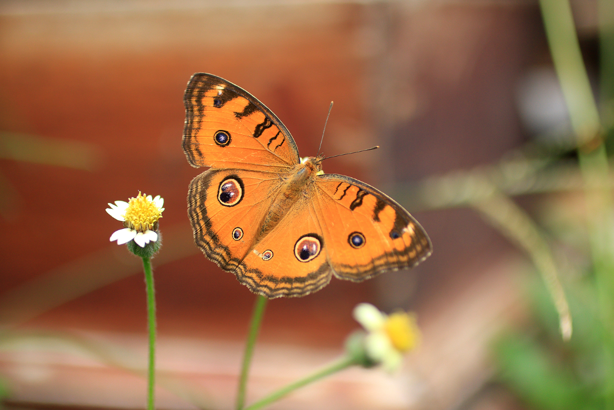 Batik butterfly